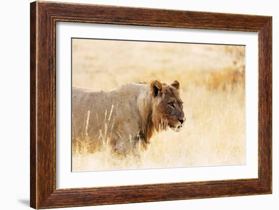 Young lion , Kgalagadi Transfrontier Park, Kalahari, Northern Cape, South Africa, Africa-Christian Kober-Framed Photographic Print