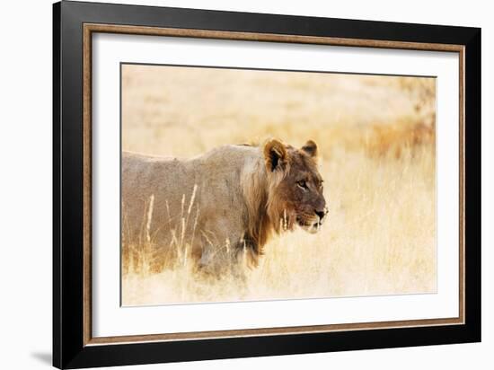 Young lion , Kgalagadi Transfrontier Park, Kalahari, Northern Cape, South Africa, Africa-Christian Kober-Framed Photographic Print