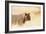 Young lion , Kgalagadi Transfrontier Park, Kalahari, Northern Cape, South Africa, Africa-Christian Kober-Framed Photographic Print