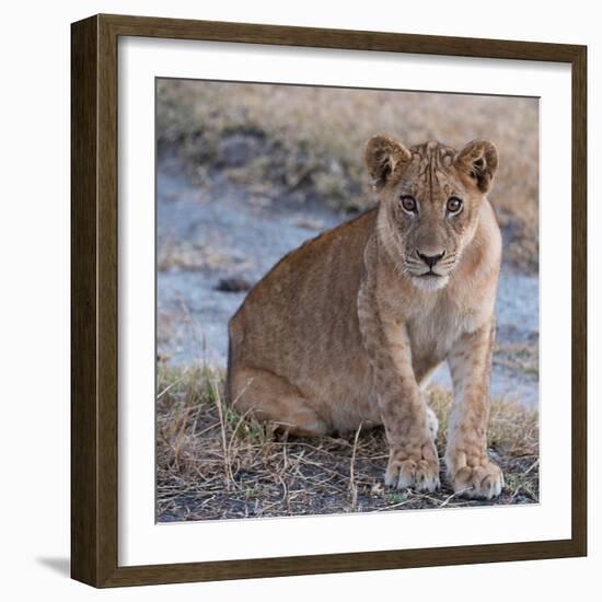 Young Lion - Zambia-Scott Bennion-Framed Photo