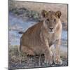 Young Lion - Zambia-Scott Bennion-Mounted Photo