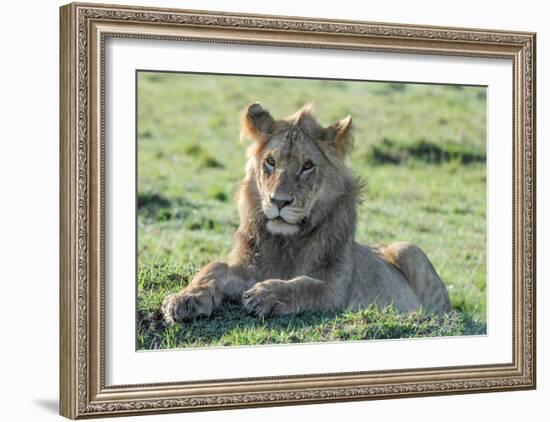 Young Lion-Martin Fowkes-Framed Giclee Print