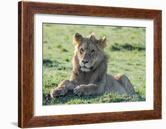 Young Lion-Martin Fowkes-Framed Giclee Print