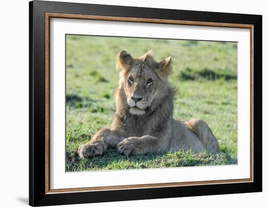 Young Lion-Martin Fowkes-Framed Giclee Print