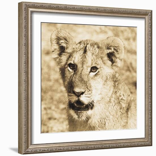 Young Lion-Susann Parker-Framed Photo