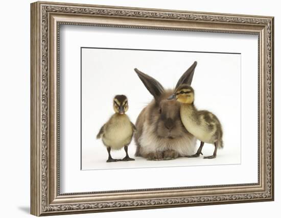 Young Lionhead-Lop Rabbit and Mallard Ducklings-Mark Taylor-Framed Photographic Print