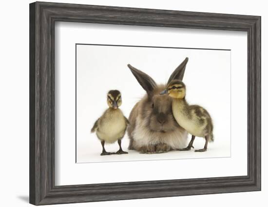 Young Lionhead-Lop Rabbit and Mallard Ducklings-Mark Taylor-Framed Photographic Print