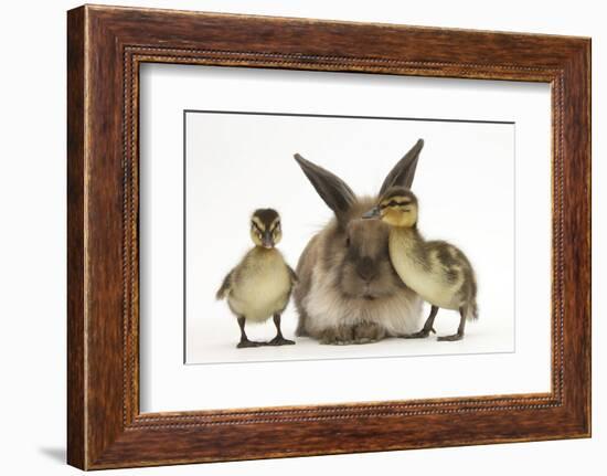 Young Lionhead-Lop Rabbit and Mallard Ducklings-Mark Taylor-Framed Photographic Print