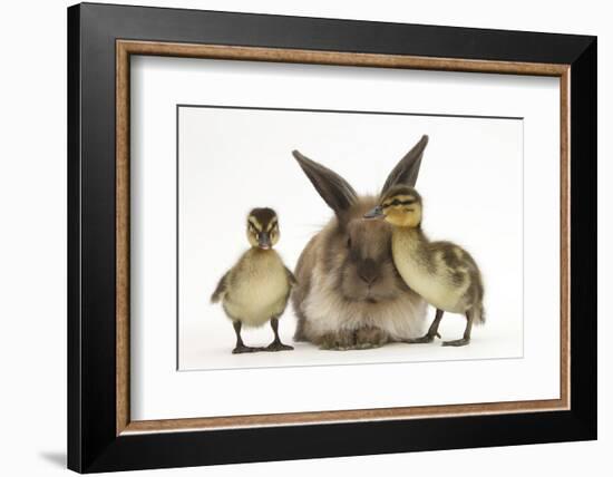 Young Lionhead-Lop Rabbit and Mallard Ducklings-Mark Taylor-Framed Photographic Print