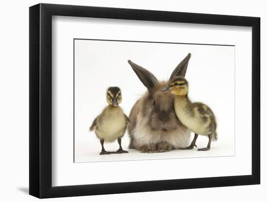 Young Lionhead-Lop Rabbit and Mallard Ducklings-Mark Taylor-Framed Photographic Print