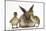 Young Lionhead-Lop Rabbit and Mallard Ducklings-Mark Taylor-Mounted Photographic Print