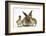 Young Lionhead-Lop Rabbit and Mallard Ducklings-Mark Taylor-Framed Photographic Print