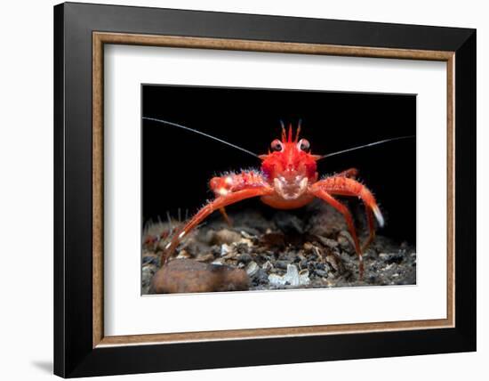 Young Long clawed squat lobster, Loch Linnhe, Scotland-Alex Mustard-Framed Photographic Print
