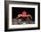 Young Long clawed squat lobster, Loch Linnhe, Scotland-Alex Mustard-Framed Photographic Print