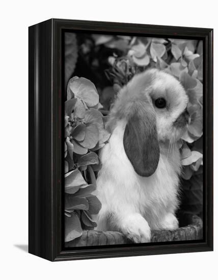 Young Lop Eared Domestic Rabbit, USA-Lynn M. Stone-Framed Premier Image Canvas