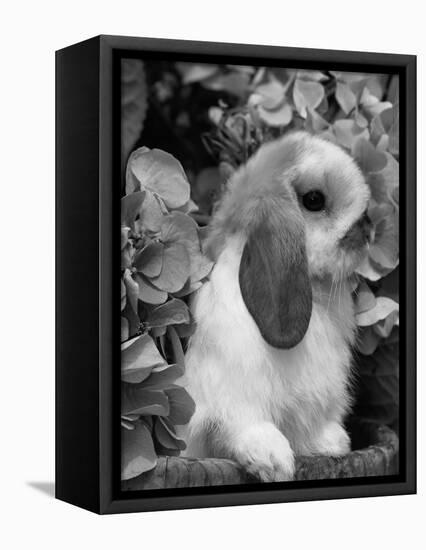 Young Lop Eared Domestic Rabbit, USA-Lynn M. Stone-Framed Premier Image Canvas