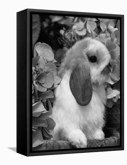 Young Lop Eared Domestic Rabbit, USA-Lynn M. Stone-Framed Premier Image Canvas