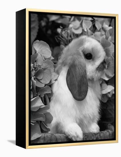 Young Lop Eared Domestic Rabbit, USA-Lynn M. Stone-Framed Premier Image Canvas