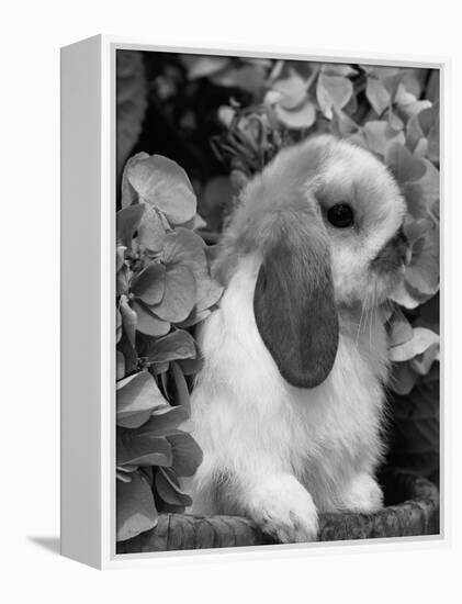 Young Lop Eared Domestic Rabbit, USA-Lynn M. Stone-Framed Premier Image Canvas