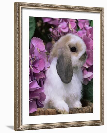 Young Lop Eared Domestic Rabbit, USA-Lynn M. Stone-Framed Photographic Print