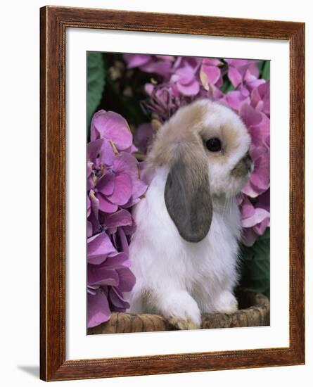 Young Lop Eared Domestic Rabbit, USA-Lynn M. Stone-Framed Photographic Print