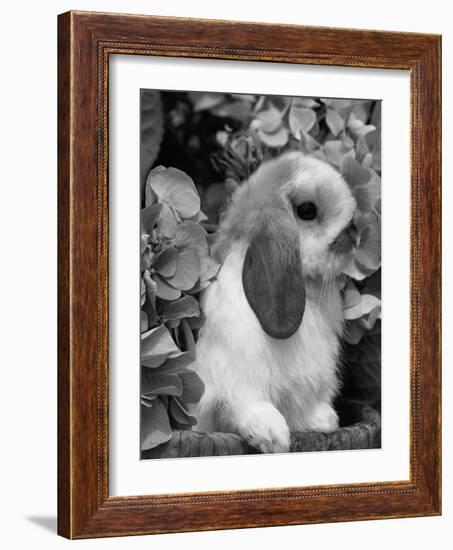 Young Lop Eared Domestic Rabbit, USA-Lynn M. Stone-Framed Photographic Print