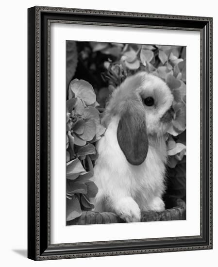 Young Lop Eared Domestic Rabbit, USA-Lynn M. Stone-Framed Photographic Print