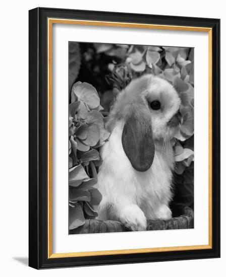 Young Lop Eared Domestic Rabbit, USA-Lynn M. Stone-Framed Photographic Print