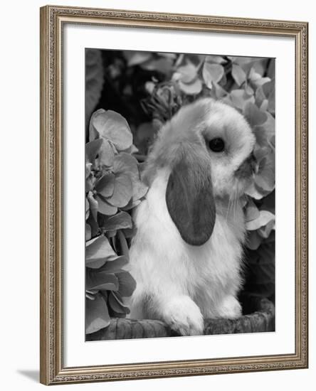 Young Lop Eared Domestic Rabbit, USA-Lynn M. Stone-Framed Photographic Print