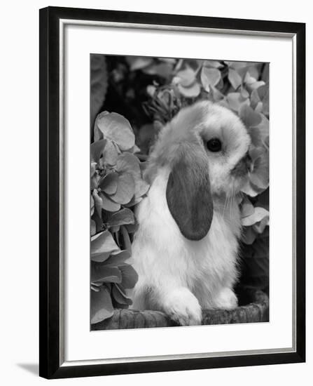 Young Lop Eared Domestic Rabbit, USA-Lynn M. Stone-Framed Photographic Print