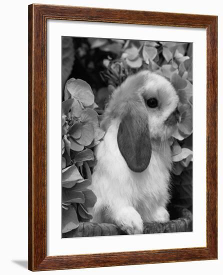 Young Lop Eared Domestic Rabbit, USA-Lynn M. Stone-Framed Photographic Print