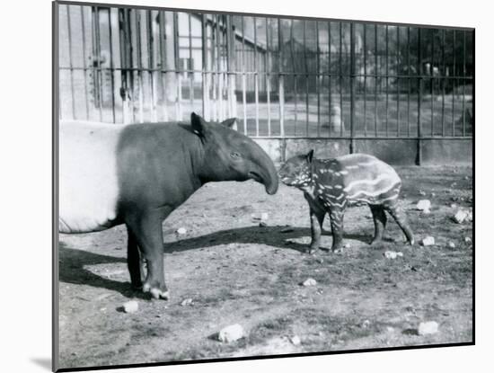 Young Malayan Tapir with its Mother at London Zoo, 5th October 1921-Frederick William Bond-Mounted Photographic Print