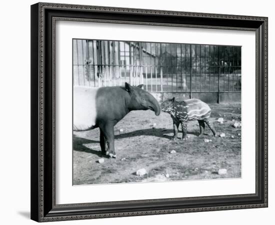 Young Malayan Tapir with its Mother at London Zoo, 5th October 1921-Frederick William Bond-Framed Photographic Print