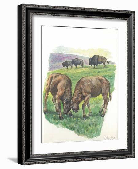 Young Male American Bison Bison Bison Fighting-null-Framed Giclee Print