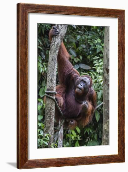 Young Male Bornean Orangutan (Pongo Pygmaeus), Malaysia-Michael Nolan-Framed Photographic Print