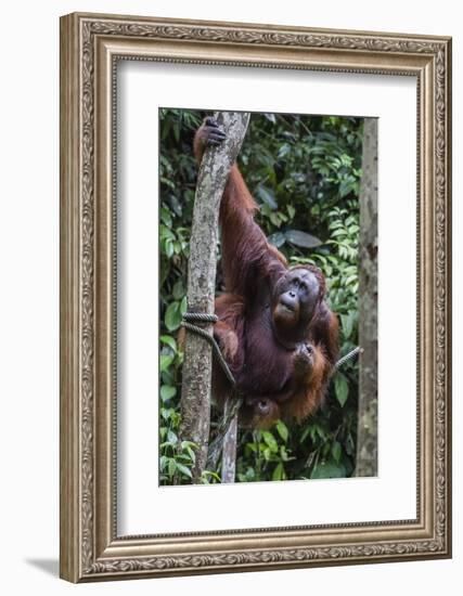 Young Male Bornean Orangutan (Pongo Pygmaeus), Malaysia-Michael Nolan-Framed Photographic Print