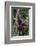 Young Male Bornean Orangutan (Pongo Pygmaeus), Malaysia-Michael Nolan-Framed Photographic Print