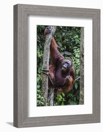 Young Male Bornean Orangutan (Pongo Pygmaeus), Malaysia-Michael Nolan-Framed Photographic Print