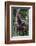 Young Male Bornean Orangutan (Pongo Pygmaeus), Malaysia-Michael Nolan-Framed Photographic Print