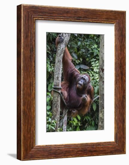 Young Male Bornean Orangutan (Pongo Pygmaeus), Malaysia-Michael Nolan-Framed Photographic Print