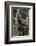 Young Male Bornean Orangutan (Pongo Pygmaeus), Malaysia-Michael Nolan-Framed Photographic Print