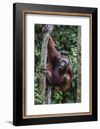 Young Male Bornean Orangutan (Pongo Pygmaeus), Malaysia-Michael Nolan-Framed Photographic Print