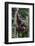 Young Male Bornean Orangutan (Pongo Pygmaeus), Malaysia-Michael Nolan-Framed Photographic Print