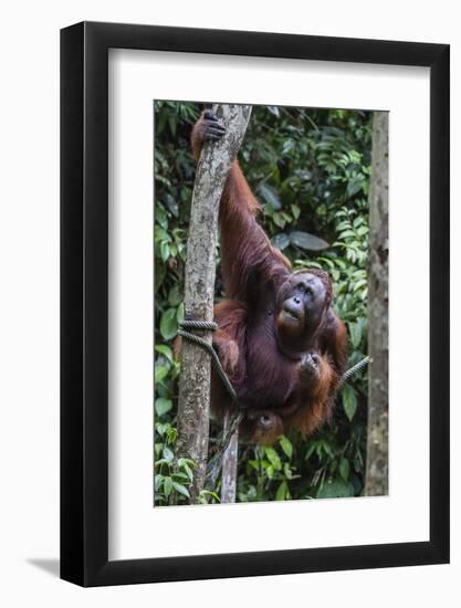 Young Male Bornean Orangutan (Pongo Pygmaeus), Malaysia-Michael Nolan-Framed Photographic Print