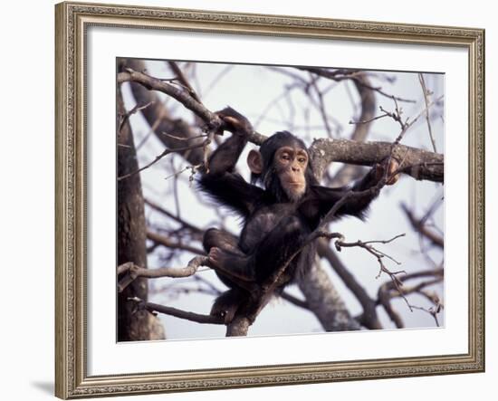 Young Male Chimpanzee, Gombe National Park, Tanzania-Kristin Mosher-Framed Photographic Print