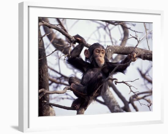 Young Male Chimpanzee, Gombe National Park, Tanzania-Kristin Mosher-Framed Photographic Print