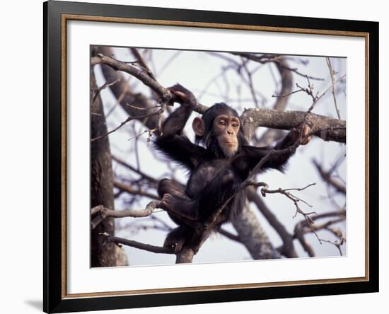 Young Male Chimpanzee, Gombe National Park, Tanzania-Kristin Mosher-Framed Photographic Print