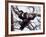 Young Male Chimpanzee, Gombe National Park, Tanzania-Kristin Mosher-Framed Photographic Print