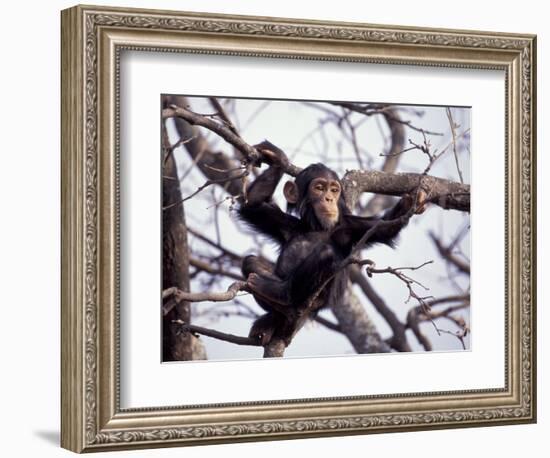 Young Male Chimpanzee, Gombe National Park, Tanzania-Kristin Mosher-Framed Photographic Print