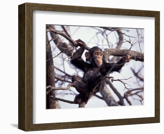 Young Male Chimpanzee, Gombe National Park, Tanzania-Kristin Mosher-Framed Photographic Print